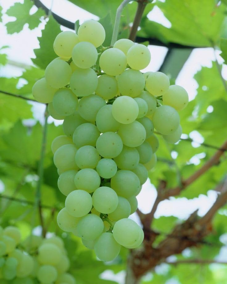 Image of GreenWorld Sweet Long Finger Seedless Green Grape Live Plant | Healthy Angoor Vine for Home Garden, Terrace, Balcony & Outdoor Growing | Green Beauty Variety | Pack of 1