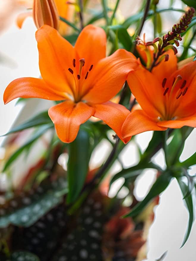 Asiatic Lily (Sunderland) Imported (Orange) Flower Bulbs by Andhagnai Greens (Pack Of 10 Flower Bulbs) 1