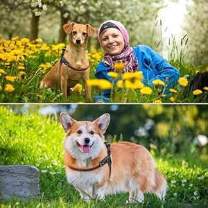 No-Pull Dog Harness- Adjustable, Comfortable Pet Halter Harness,No Choke Pets Padded Mesh Pet Vest Straps, Walk, Train Puppy,Dog Harnesses for Medium Large Dog,Orange,S