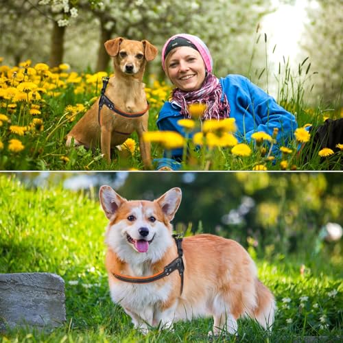 No-Pull Dog Harness- Adjustable, Comfortable Pet Halter Harness,No Choke Pets Padded Mesh Pet Vest Straps, Walk, Train Puppy,Dog Harnesses for Medium Large Dog,Orange,S No-Pull Dog Harness- Adjustable, Comfortable Pet Halter Harness,No Choke Pets Padded Mesh Pet Vest Straps, Walk, Train Puppy,Dog Harnesses for Medium Large Dog,Orange,S