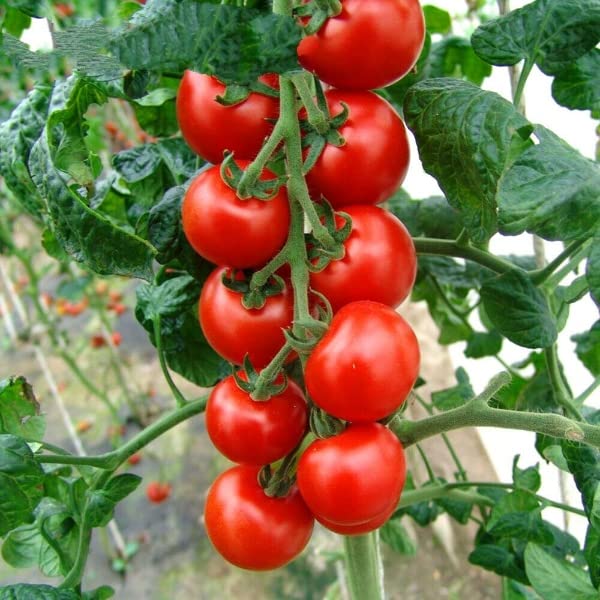 Buy4seeds 40 Seeds Vegetable Tomato Spencer Cherry Heirloom Tomato