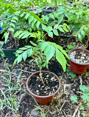 Curry Leaf Plant (Sweet Neem), Live Curry Tree or Bergera koenigii. 4-6 inches Starter Plant.