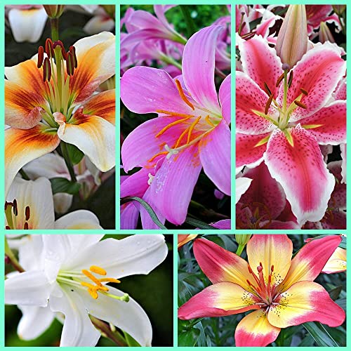 Bulbo di giglio Mélange de giglio resistente perenne adatto alla decorazione della sala delle feste l'abbellimento del giardino piantato in vaso o a terra