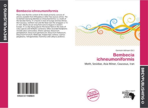Bembecia ichneumoniformis: Moth, Sesiidae, Asia Minor, Caucasus, Iran