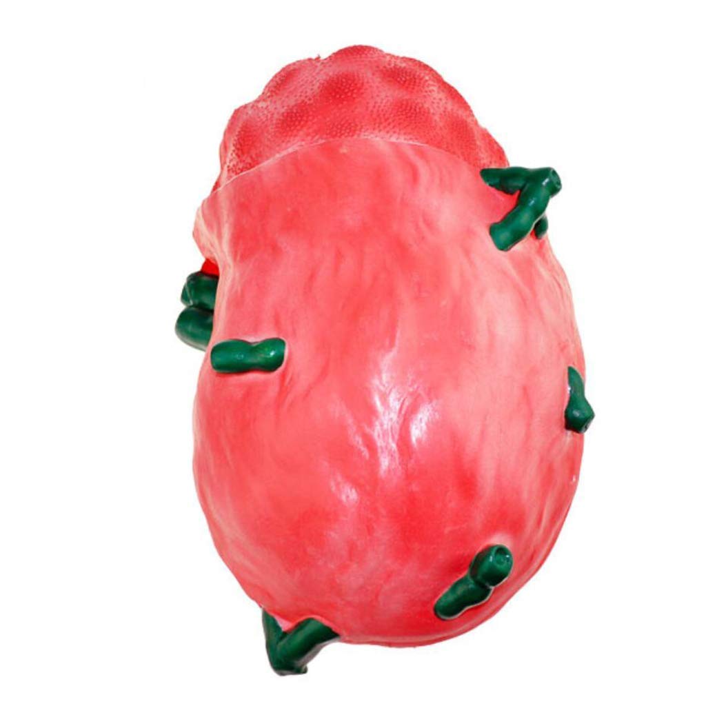 Modèle LyMonic - Anatomie de Peinture avancée pour Science Studio Studio Modèle médical - Matériel de Laboratoire Biologique