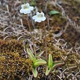 pinguicula fake weser Queste sono perfette per aggiungere colore e profumo a bordure, contenitori e cestini sospesi.Attira gli impollinatori locali con questo profumo fresco.
