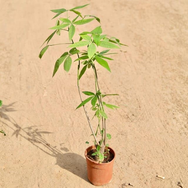 Pachera Bonsai In 6 Inch Nursery Pot : Amazon.in: Garden & Outdoors