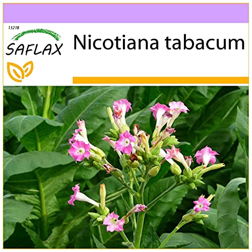 SAFLAX - Tabac - 250 graines - Nicotiana tabacum