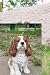 Hi Line King Charles Spaniel Sitting Statue, Brown and White, 9.2-inch Height