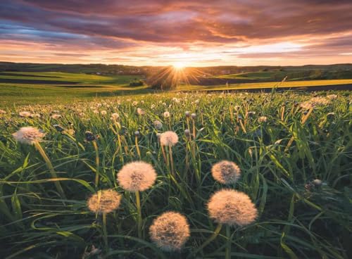 Puzzle 500 pièces : Pissenlits au crépuscule Ravensburger France - vue 9