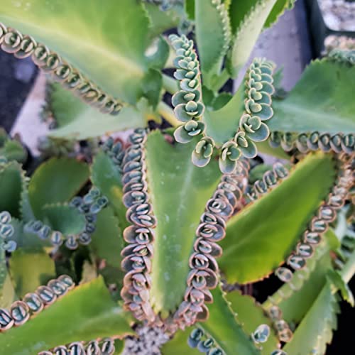 Planet Desert Kalanchoe Delagoensis 'Mother Of Millions' Cacti Cactus Succulent Real Live Plant #TOP2