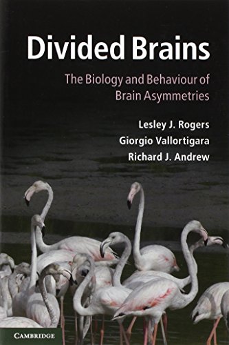 Divided Brains view 2