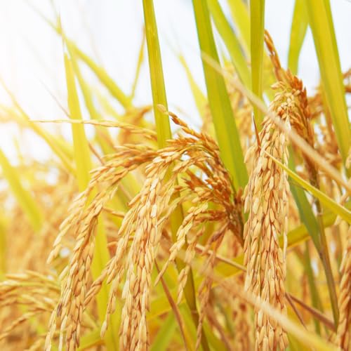 Rice Seeds – Hardy Selection for Outdoor Barrel Garden & Container Water Landscape Plantings 150pcs