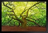 Angel Oak Tree Canopy Charleston South Carolina Photo Black Wood Framed Art Poster 20x14