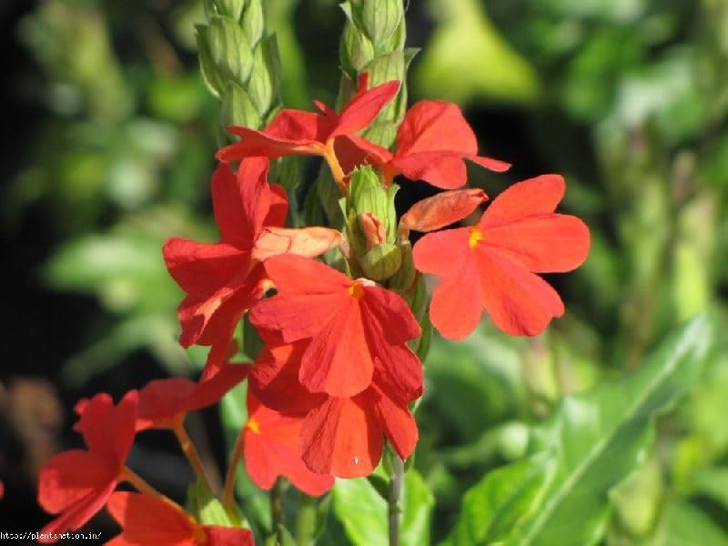 - Crossandra infundibuliformis firecracker flower kanakambaram/kanakambara/Aboli Red Live Plant (Rare Red Variety Crossandra