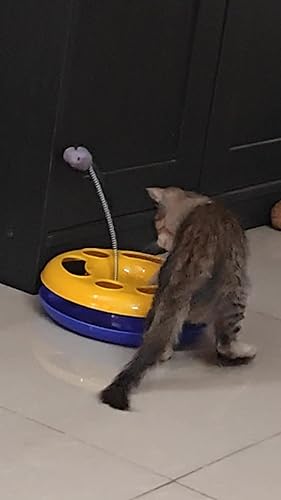 Pawzone Interactive cat toy roller, spring cat toy with catnip, kitten tracks, pet toy with moving balls teaser mouse exercise