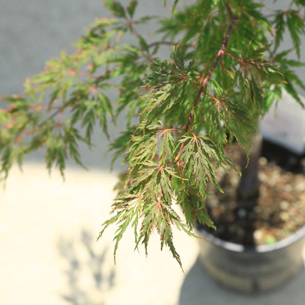 Amazon.co.jp: 庭木・植木：モミジの木 紅枝垂れモミジ* 紅しだれ