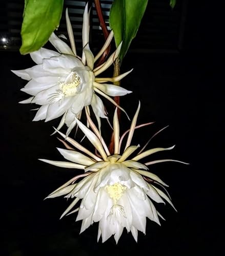 Queen Of The Night Epiphyllum Orchid Cactus Plant Rooted For Gardening Indoor #TOP5