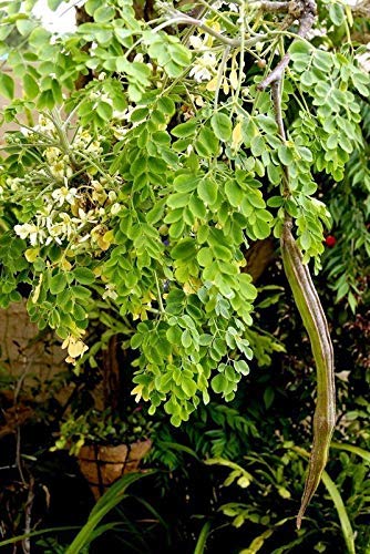 Golden Hills Farm Rare 50 seeds Hybrid PKM 2 Drumstick Moringa Oleifera Plant Seeds (B07PGKSP5T) Amazon Price History, Amazon Price Tracker