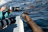 Posterazzi DPI2236739 Photographing Steller Sea Lions from A Boat in Chatham Strait, Inside Passage, Southeast Alaska, Summer Photo Print, 17 x 11, Multi