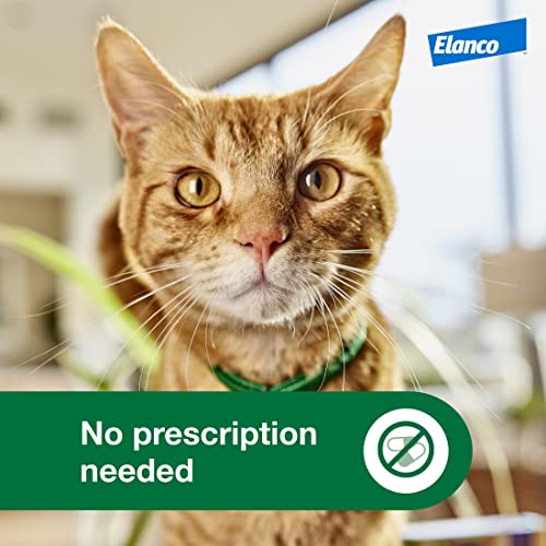 Advantage XD Prevenção e tratamento de pulgas para gatos grandes com mais de 4 kg | 2 doses tópicas,
