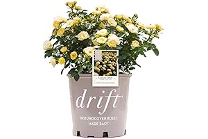 Rosa Drift 'Peach Drift' Rose