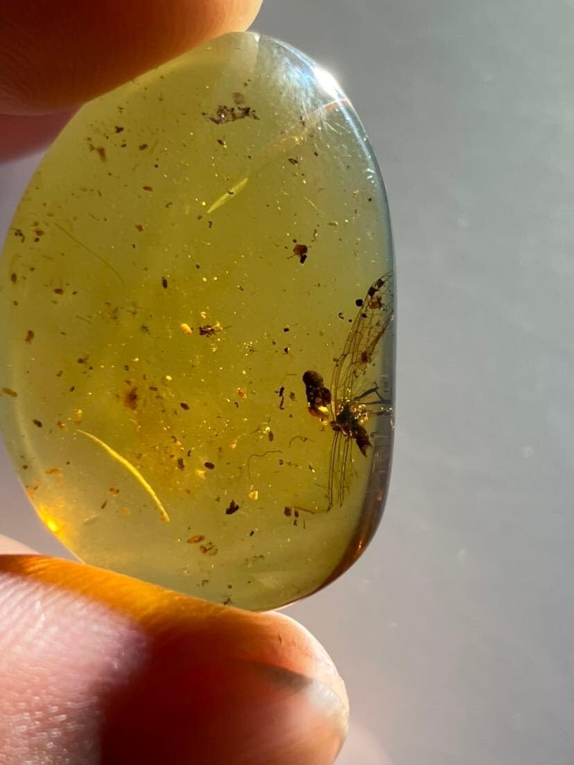 Burmese burmite Cretaceous Rare Damselfly Insects Fossil Amber Myanmar