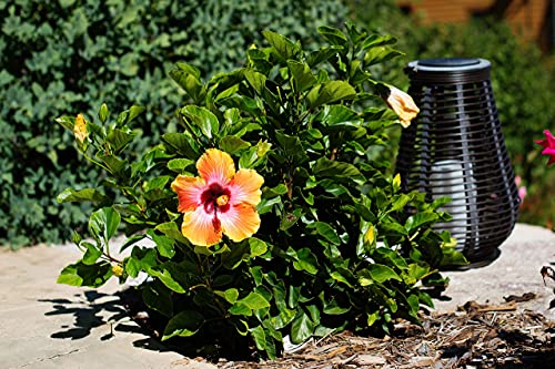 Fiesta Hibiscus Bush - Live Hibiscus Flowering Plant - Tropical Flower Plant - 1 Gallon Planter - Overall Height 10" to 14" - Tropical Plants of Florida (Plant Only) Fiesta Hibiscus Bush - Live Hibiscus Flowering Plant - Tropical Flower Plant - 1 Gallon Planter - Overall Height 10" to 14" - Tropical Plants of Florida (Plant Only)