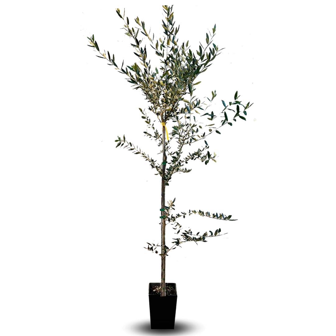 Olivier Olivenbaum Oliven Cipressino - Obstpflanze Baum max 160-3 Jahre  Anbau Italien : Amazon.de: Garten