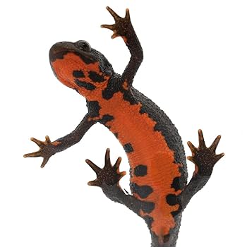 極美品【1点物】アカハライモリ② 8-9cm 50ml Amazon.co.jp: （両生類）アカハライモリ（1ペア） 北海道