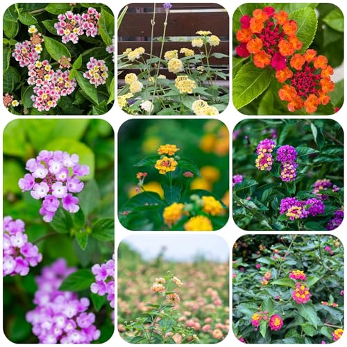 semillas de plantas de lantana Planta decorativa para balcones jardín de plantas semillas de flores silvestres plantas decorativas Semillas de lantana para macetas semillas de plantas 300pcs
