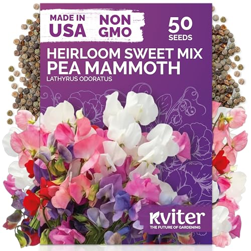 KVITER 50 Sweet Pea Mammoth Mix Seeds (Lathyrus Odoratus) - Sweet Pea Seed Packets Large Fragrant Cut Flowers Long Stems - Annual Flower Seeds for Gardens Trellises Flower Beds and Containers