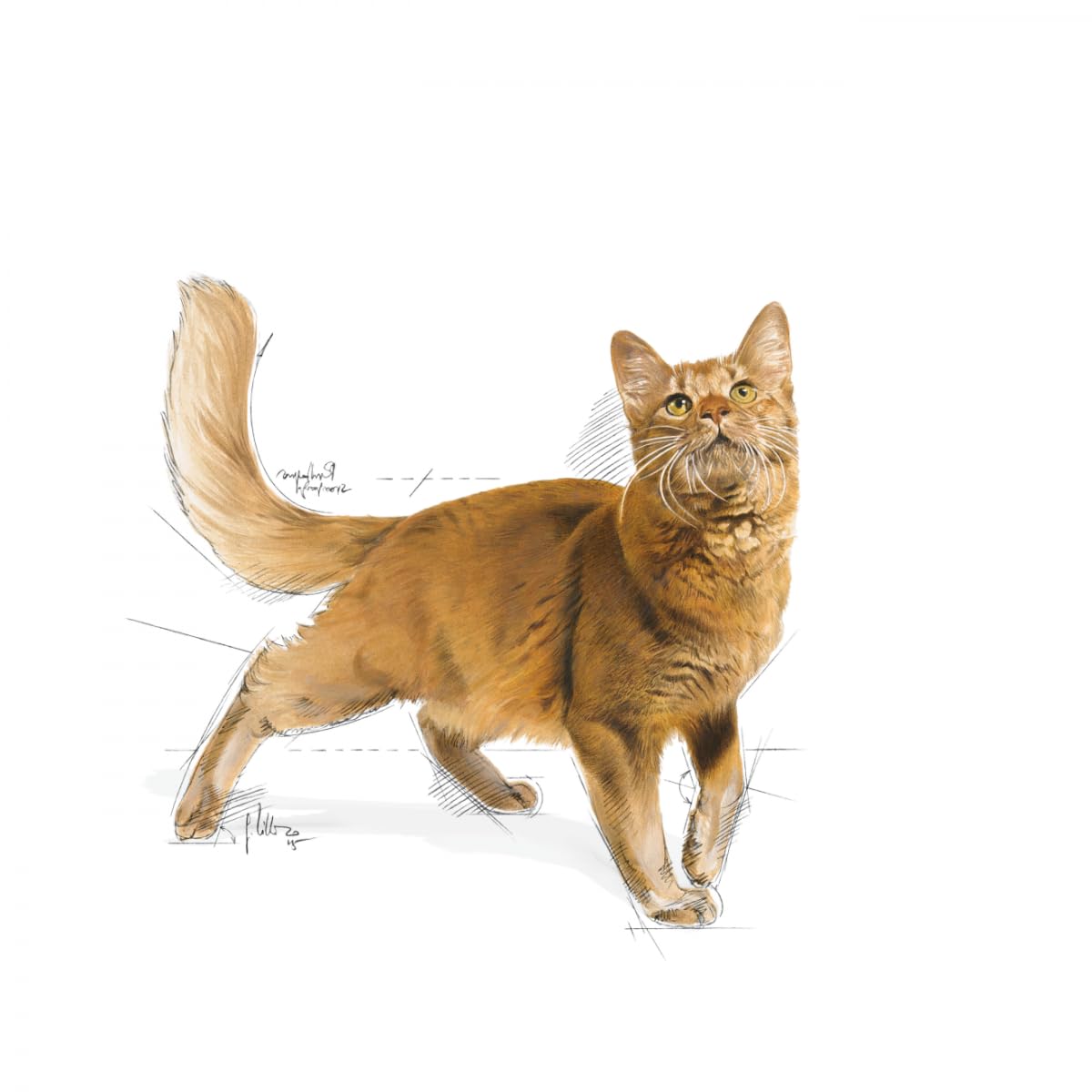 Royal Canin C-58523 Fit - 10 kg