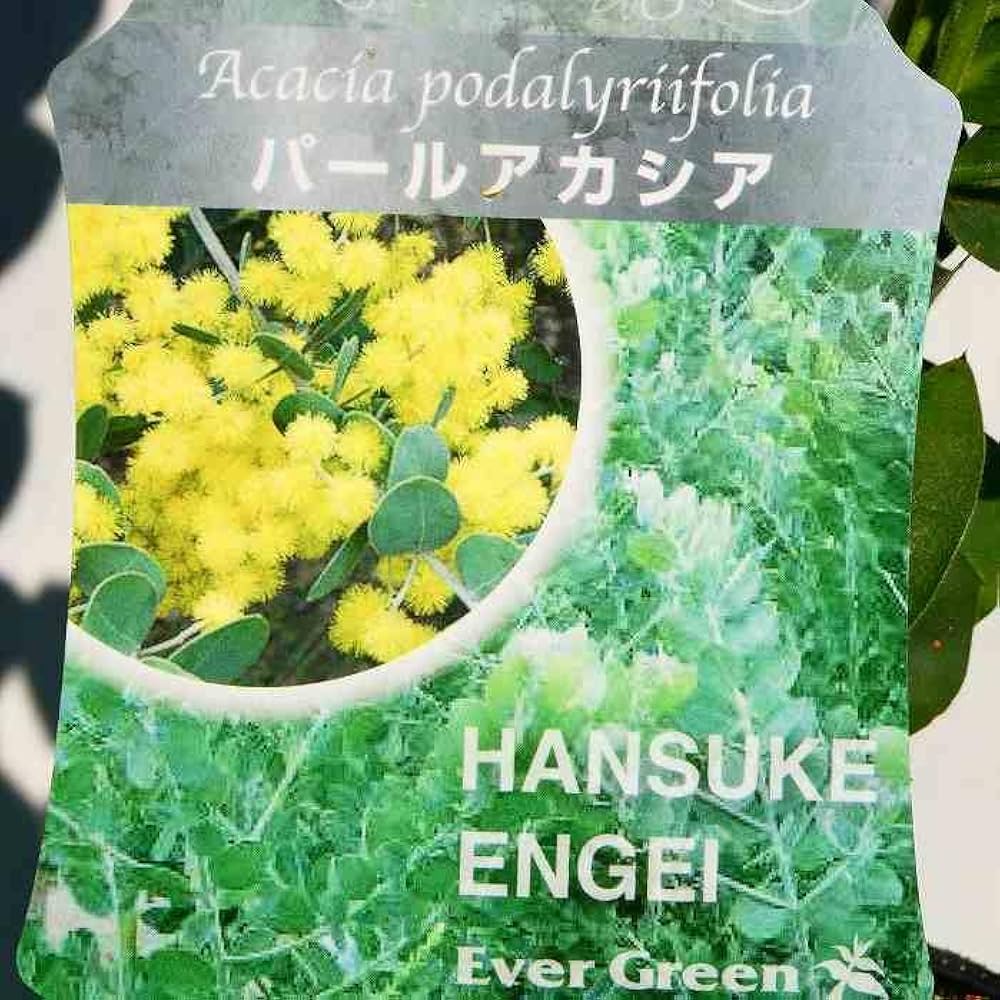 大人気希少✴️ミモザ ✴️ アカシア パール ✴️ 希少！パールアカシア（ミモザ）