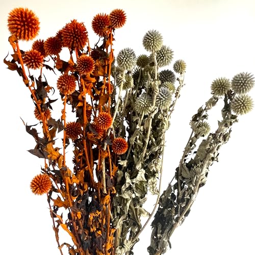 Flores Secas Echinops para Decoración 15 Unidades miniatura 1