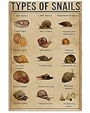 Ara Step Types Of Art Poster Prints 2 (Arten von Schnecken 