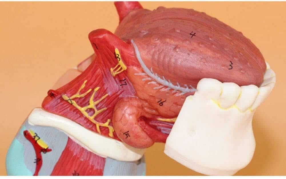 model anatomiczny, Ludzka krtań gardłowa z zębami języka Model anatomiczny Odłączany 5