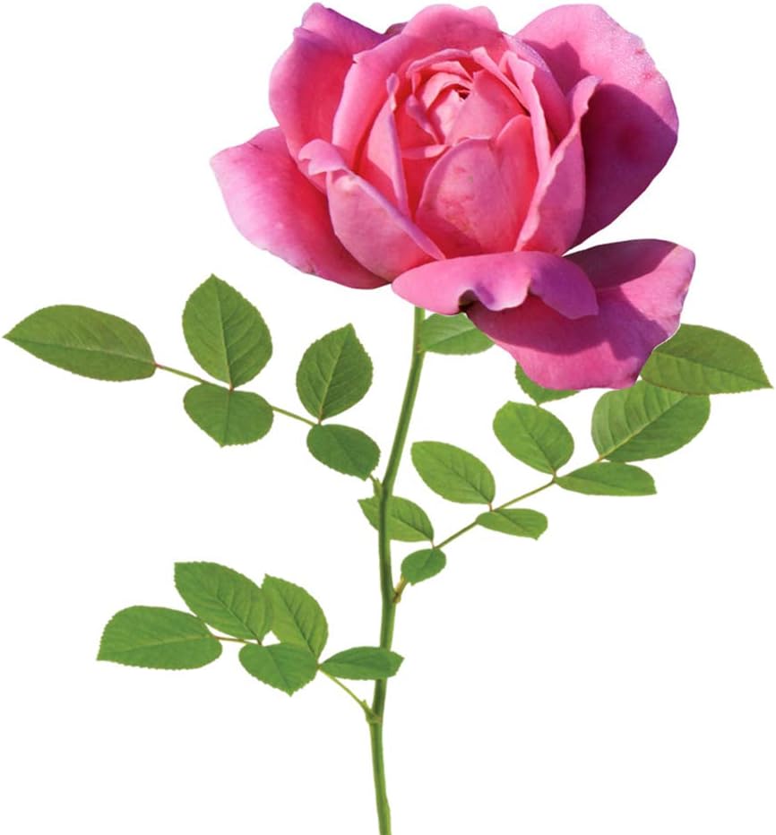 Double Pink Ko 1 Gallon