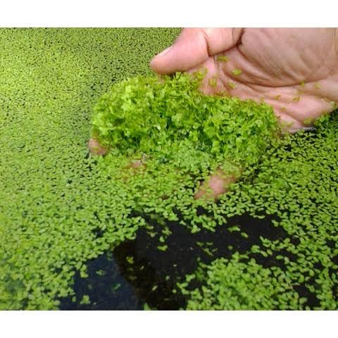 Duckweed - Floating Plants - Live Aquarium Plants - Rajvinoth Ronin BettaS (B0CXT4NZZG) Amazon Price History, Amazon Price Tracker