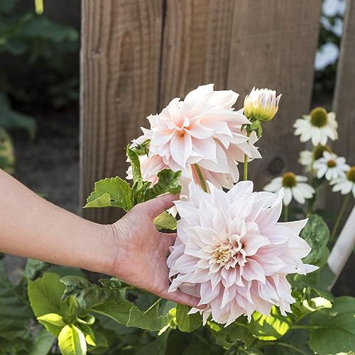 200 piezas semillas de dalia resistentes - plantas de sombra jardinería urbana flores decoración dalia dalia, plantas de jardín jardinería flores exóticas de balcón semillas de techo verde