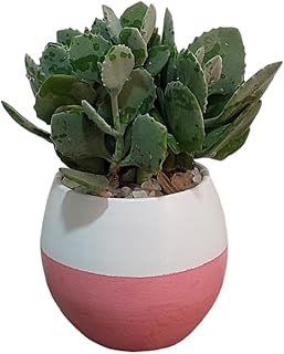 Atefa plant with pink & white pot - pot size 8 cm for Office decoration & Kitchen accessories & Home decor - indoor plants natural - natural cactus plants & succulents plants