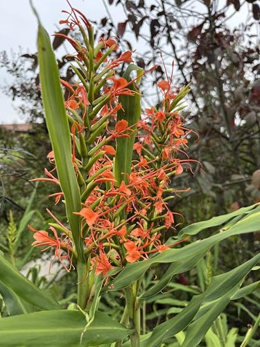 Rizoma di Hedychium Aurantiacum | ginger | bulbi estivi | piante da giardino | MY PLANTIS | piante esotiche
