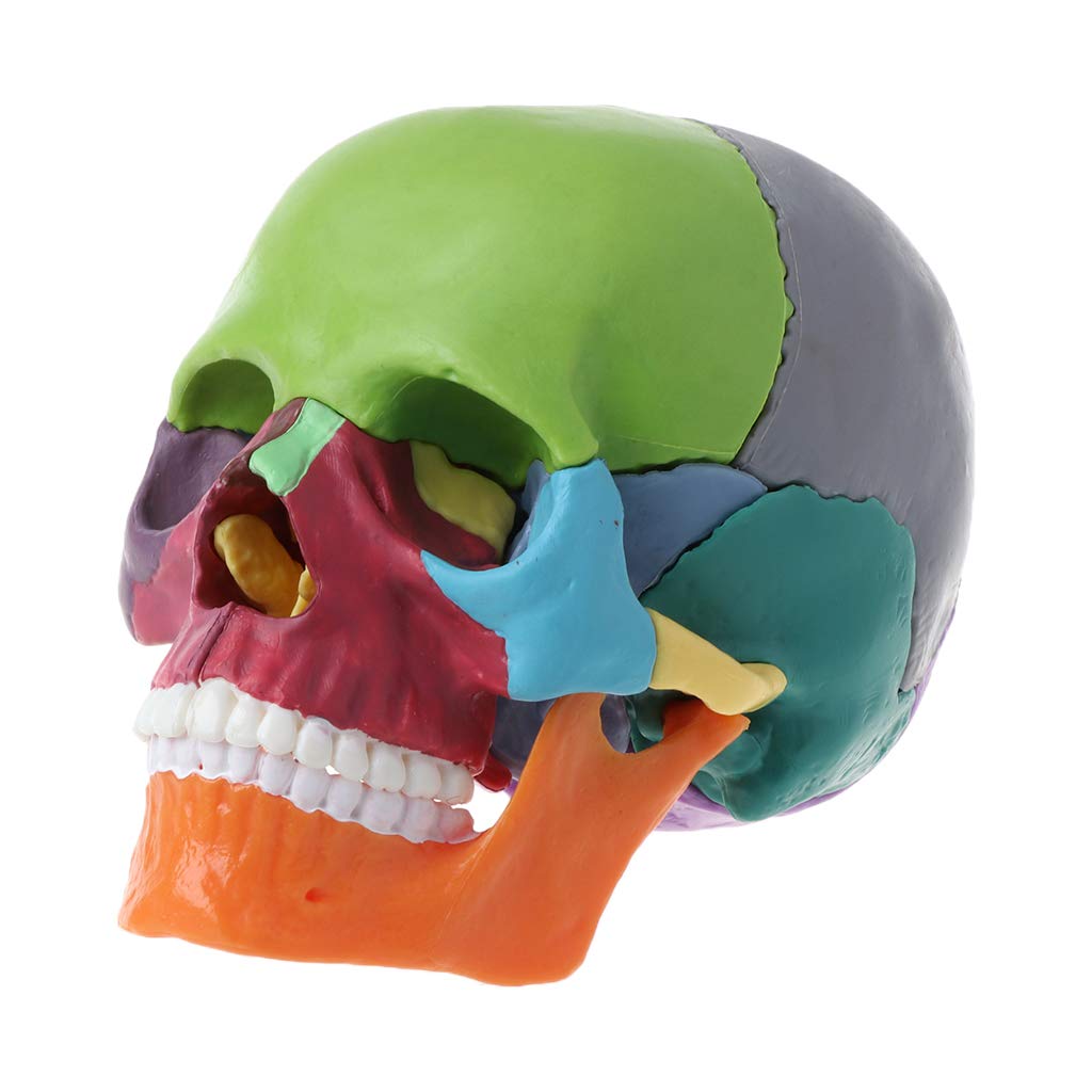 QIXIAMO 15pcs/Set 4D Disassembled Color Skull Anatomical Model Detachable Teachi