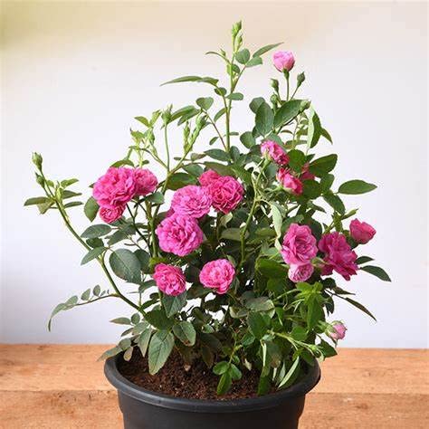 Mphmi Live Plant Nursery NCR Nurseryplant Miniature Rose, Button Rose (Pink) - Plant (B0C2TRRMMJ) Amazon Price History, Amazon Price Tracker