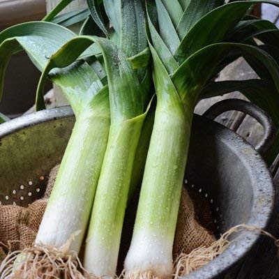 100 semi organici di Zermatt Porro organica