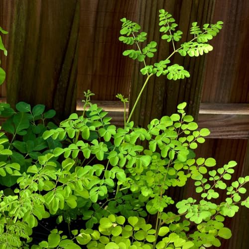 semillas de moringa organicas semillas de árboles, semillas de bonsái de interior comprar arbol de moringa Semillas orgánicas variedades antiguas Plantas de balcón, árbol bonsái árbol 10pcs