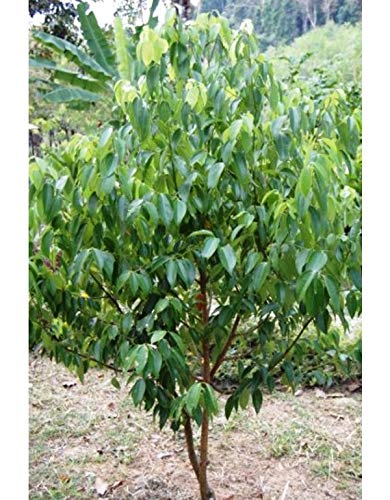 Plants Point Dalchini Plant - True Cinnamon Tree, Cinnamon Bark Live Plant (B081NSFS4P) Amazon Price History, Amazon Price Tracker