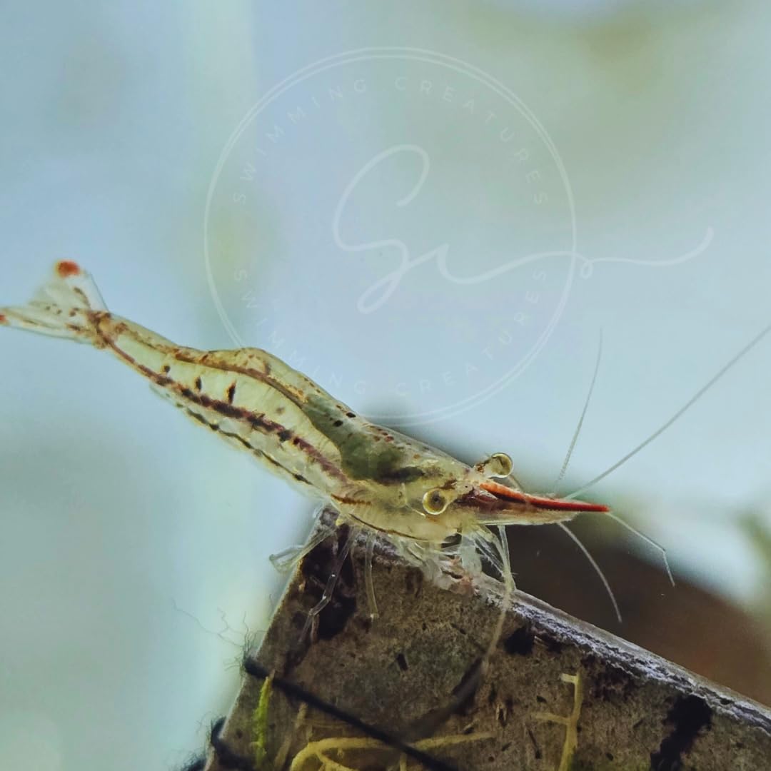Swimming Creatures™ Freshwater Aquarium Shrimp - A Perfect Combo to Brighten Your Aquarium! (10 Premium Pinocchio)
