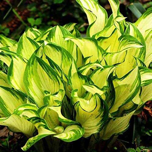 200 pz Grande pacco di semi di Hosta fai da te piante decorative da giardino per la casa Colore misto semi di di Hosta Plantaginea Giallo Verde Semi di Hosta