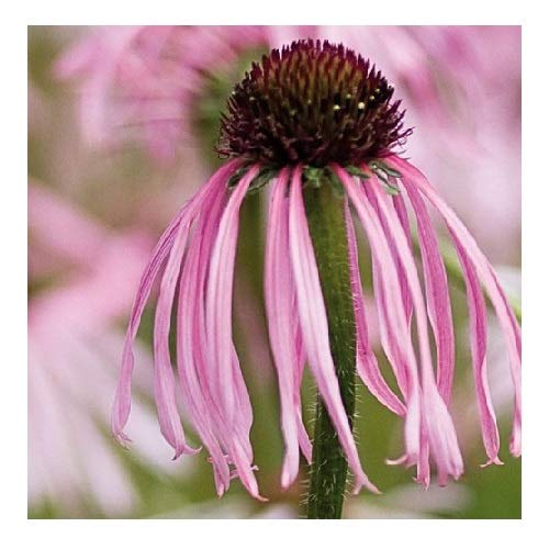 How to grow echinacea from seed How to grow echinacea from seed
